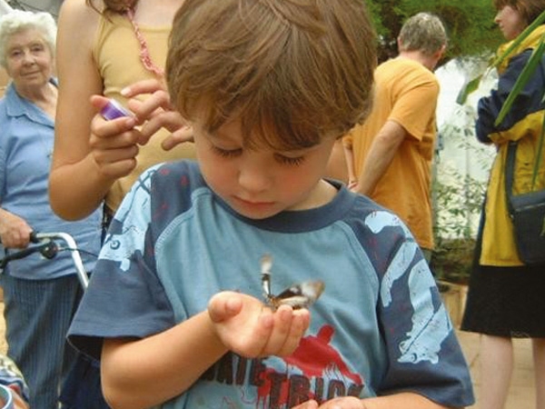 Butterflies at Wye Valley Butterfly Zoo