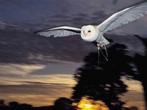The Barn Owl Centre is located off the Hempsted Link Road, Gloucester
