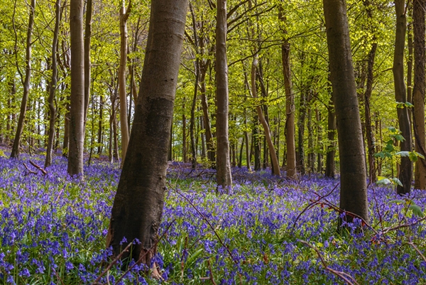 Photo: Bluebells at Cranham Woods by Deb Hopton