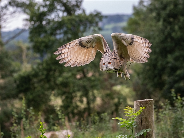 Cotswold Falconry Centre located at Batsford Estate near Moreton-in-Marsh