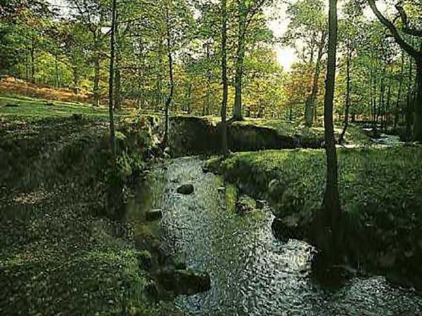 Wenchford is the perfect picnic location in the Forest of Dean