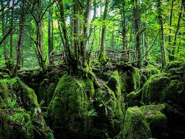 Puzzlewood by Gemma Osbourne
