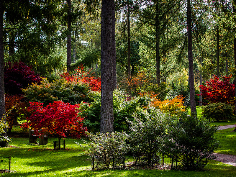 Westonbirt Arboretum seasonal colour near Tetbury