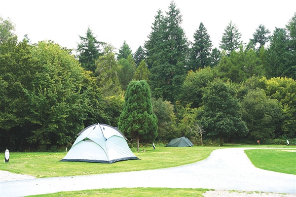 Grass camping pitches with stunning woodland views at Whitemead Forest Park.