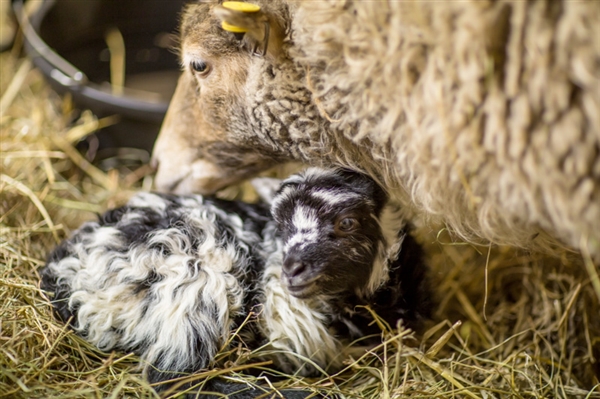 Meet the animals at St. James City Farm in Gloucester