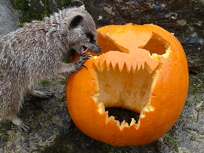 Meerkat eating pumpkin