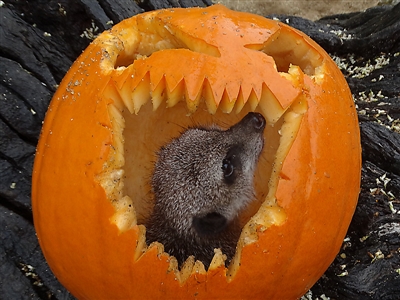 Meerkat in pumpkin
