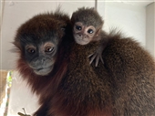 Titi Monkey baby 