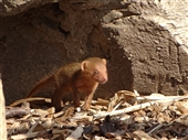 Mongoose baby
