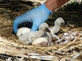 Stork chicks
