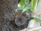 Greater Bamboo Lemur baby