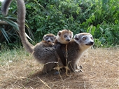 Crowned Lemur twins
