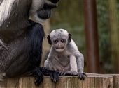 Colobus Monkey baby