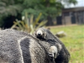 Anteater baby
