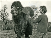 Keeper Martyn Williams combing camel