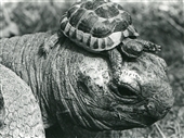 George the Giant Tortoise is still alive today!