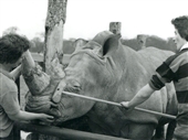The first rhino delivered to the Park