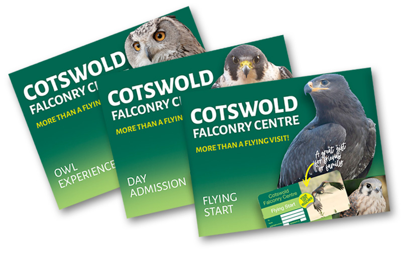 Owl experience at Cotswold Falconry Centre