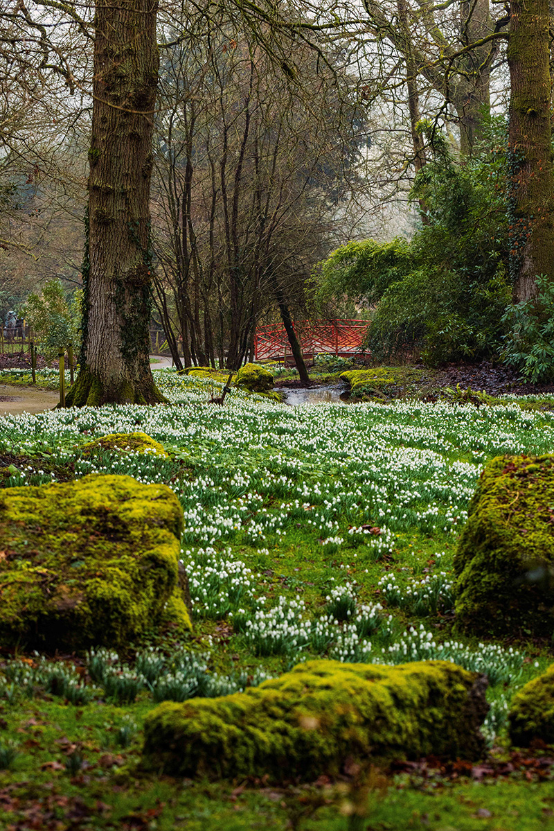 Batsford Arboretum snowdrop trails in the Cotswolds