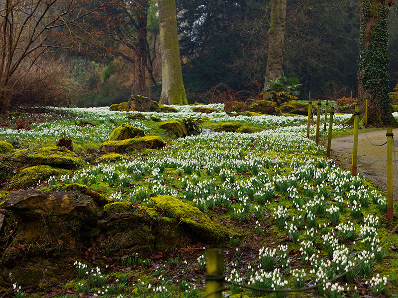 Snowdrops at Batsford Arboretum in the Cotswolds