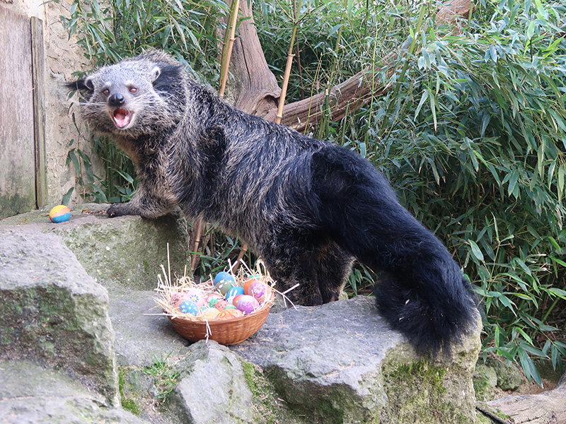 Binturong enjoying Easter at Cotswold Wildlife Park