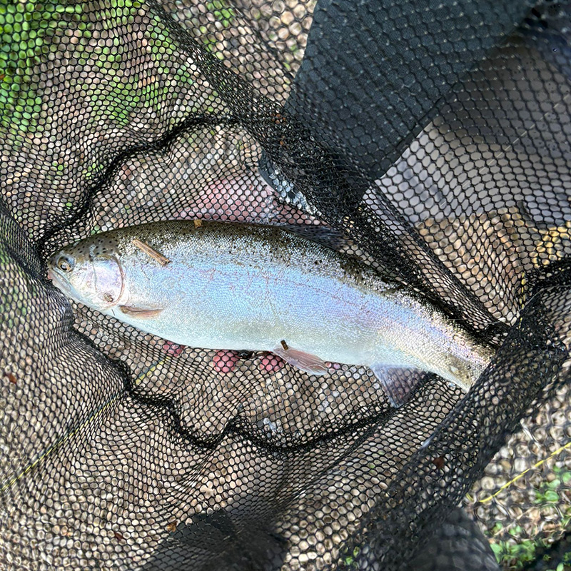 Rainbow trout caught at Ravens Nest fly fishery