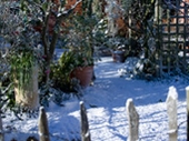 Winter wonderland