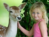 Meet the deer