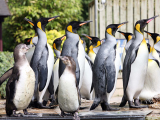 Brand new event: Penguin Week at Birdland