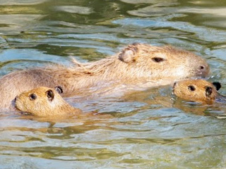 Meet the “Water Horses” at Cotswold Wildlife Park