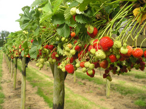 Pick Your Own Strawberries in Gloucestershire