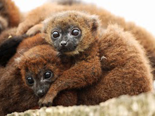 Arrivals at Cotswold Wildlife Park