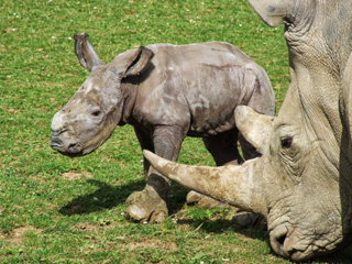 Baby Rhino at Cotwold Wildlife Park