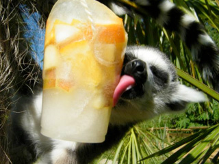 Events at Cotswold Wildlife Park