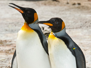 Penguins at Birdland