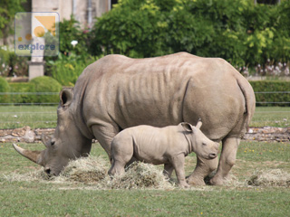 Baby Rhino at Cotswold Wildlife Park