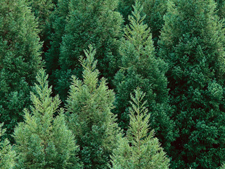 Christmas at Beechenhurst in the Forest of Dean