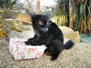 Alternative Christmas Presents from Cotswold Wildlife Park