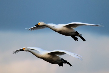 WWT Slimbridge