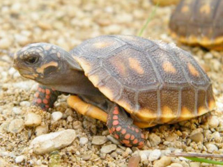 Tiny tortoises surprise at Cotswold Wildlife Park