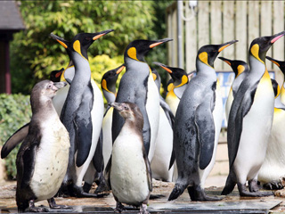 World Penguin Day in Gloucestershire