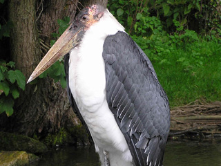 Birds Behaving Badly at Birdland in the Cotswolds