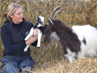 A double celebration for Cotswold Farm Park’s oldest Bagot goat