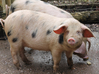 New pigs ‘Spotted’ at Dean Heritage Centre