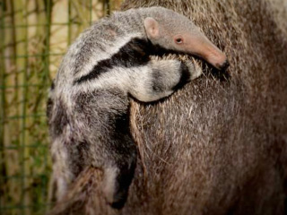 Cotswold Wildlife Park’s first baby Giant Anteater makes its debut