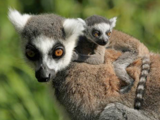 Cotswold Wildlife Park’s Madagascar Exhibit Welcomes Four Newborns