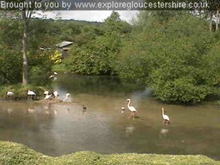 New webcam at Birdland installed by Explore Gloucestershire