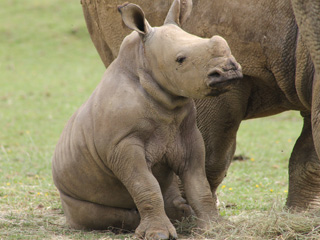 Cotswold Wildlife Park celebrates first birthday of Rhino baby