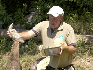WWT Slimbridge: Otters keeping cool with Fish Lollies!