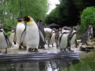 Offer of the Week: FREE child entry to Birdland Park and Gardens